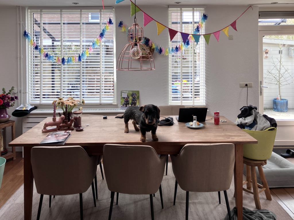 Als de kat van huis is