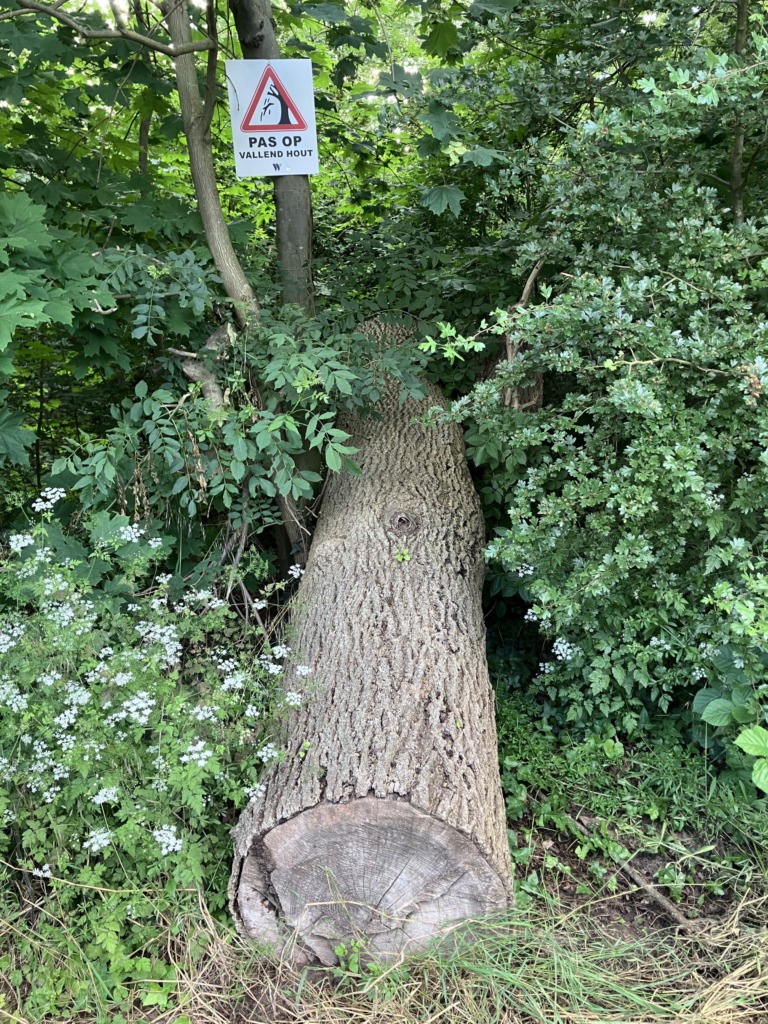 van dik hout zaagt men planken