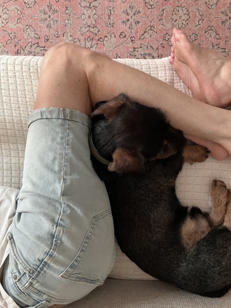 Hotdog ~